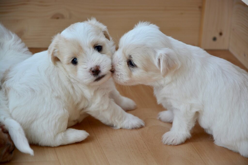 子犬をペットホテルに預けるのは不安？｜預ける前に知っておくべき注意点と準備のポイント
